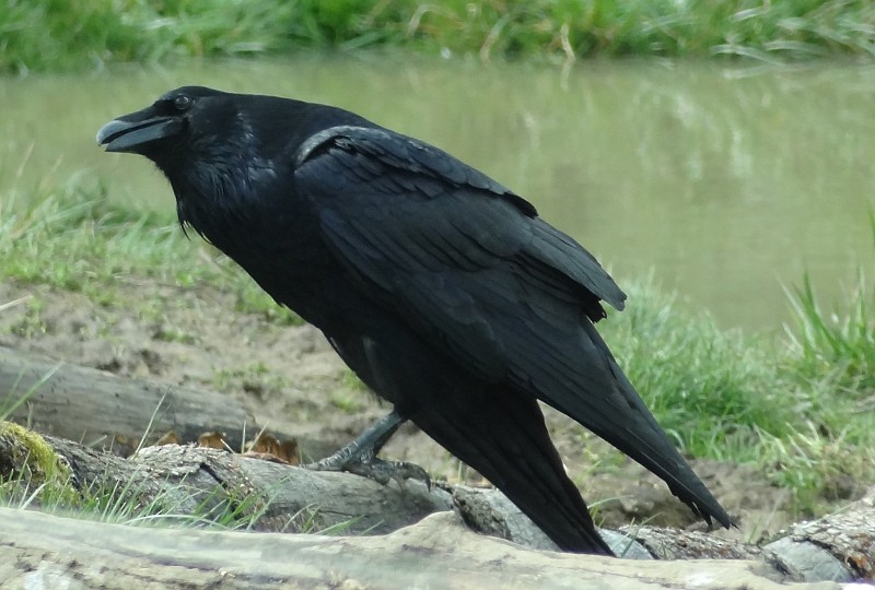 Common Raven - ML144127351