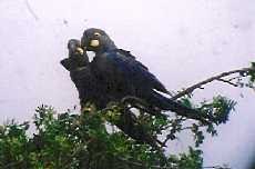 Indigo Macaw - Peter Bono