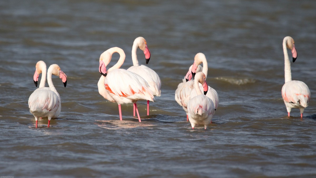 Greater Flamingo - Parthasarathy Gopalan