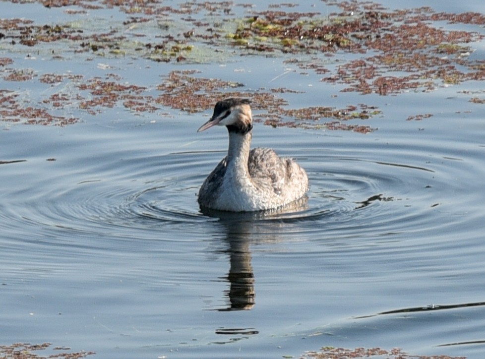 Great Crested Grebe - ML144129081