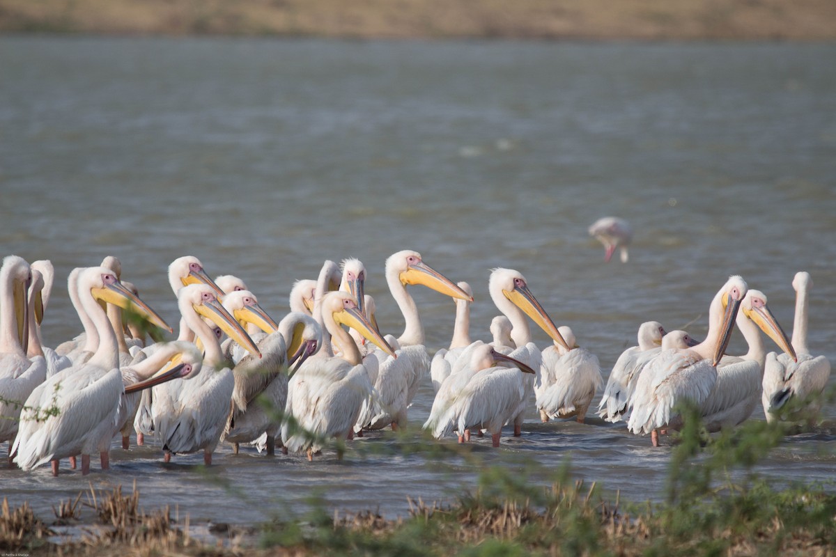 Great White Pelican - Parthasarathy Gopalan
