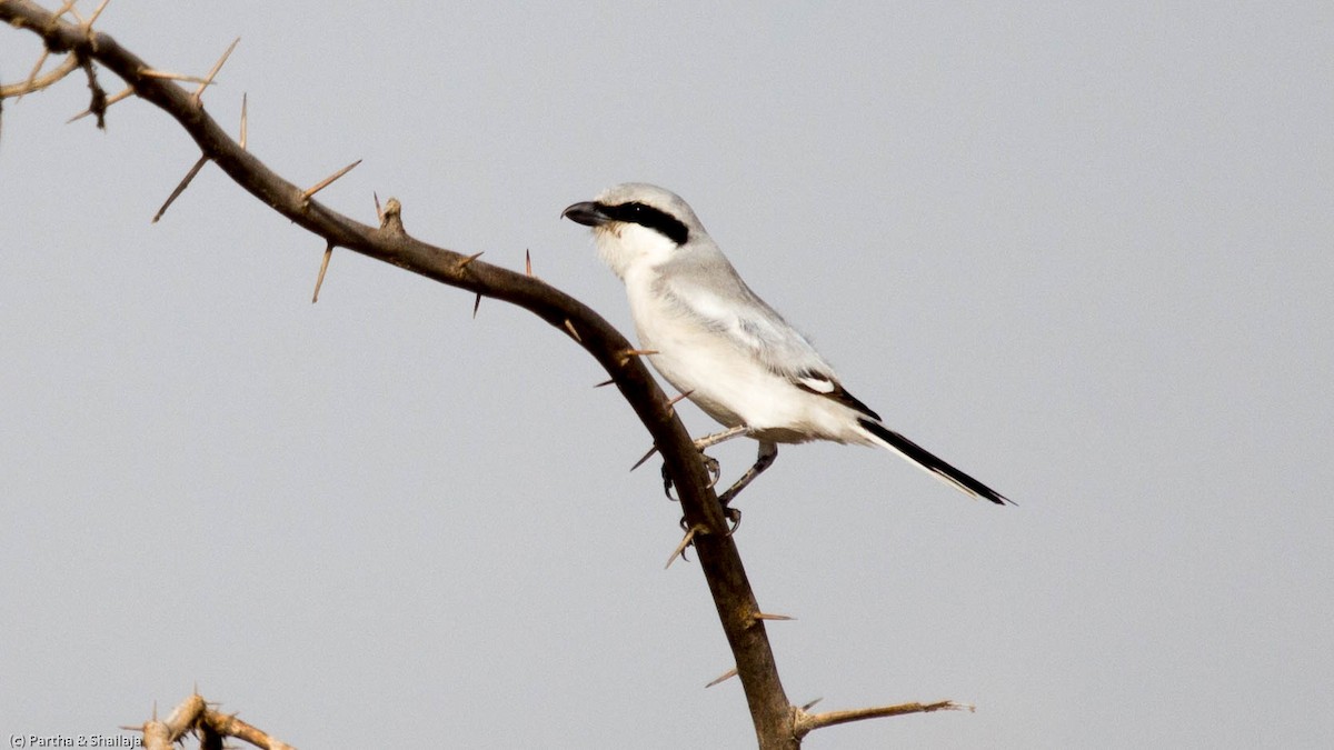 Great Gray Shrike - Parthasarathy Gopalan