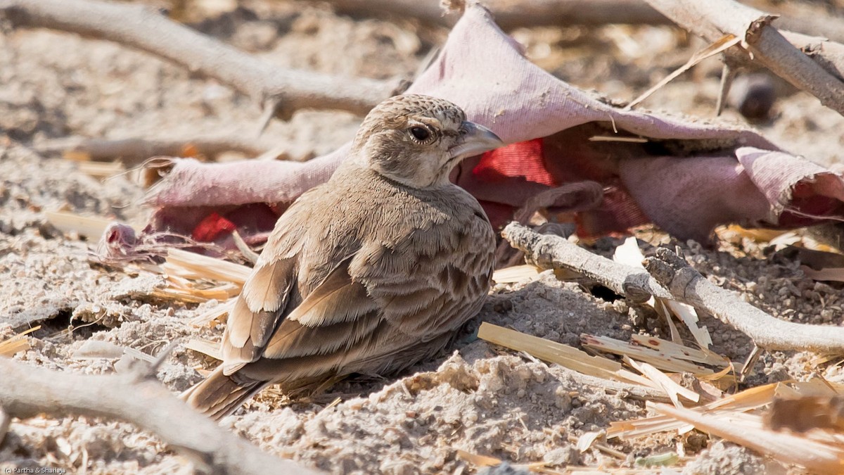 Ashy-crowned Sparrow-Lark - Parthasarathy Gopalan