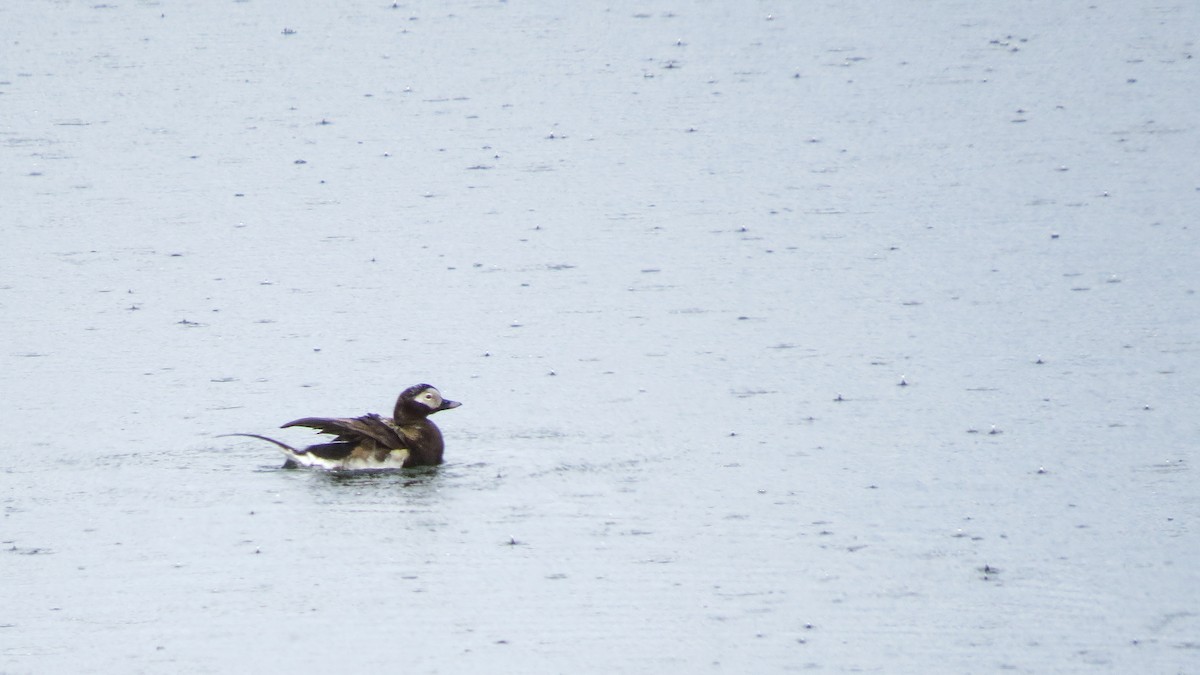 Long-tailed Duck - ML144131601