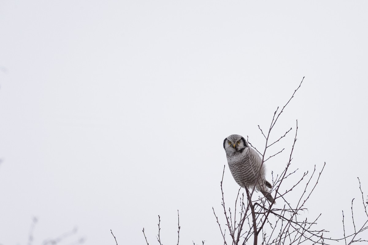 Northern Hawk Owl - Hans Norelius
