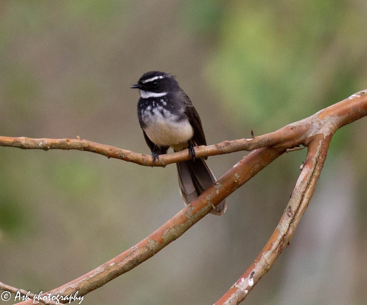 Spot-breasted Fantail - ML144132761