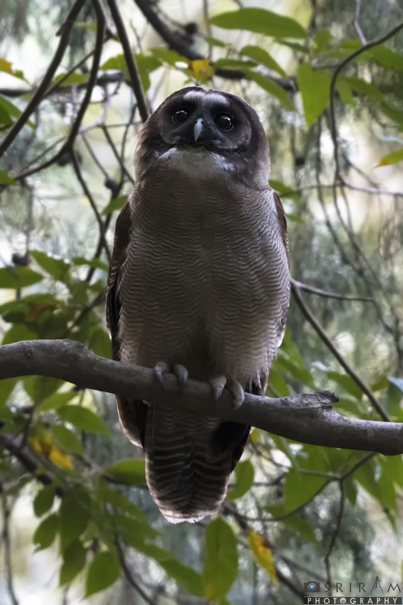 Brown Wood-Owl - Sriram Reddy