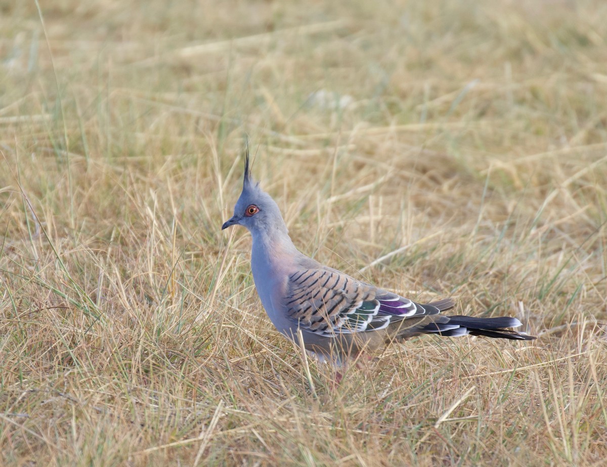 Crested Pigeon - ML144134481