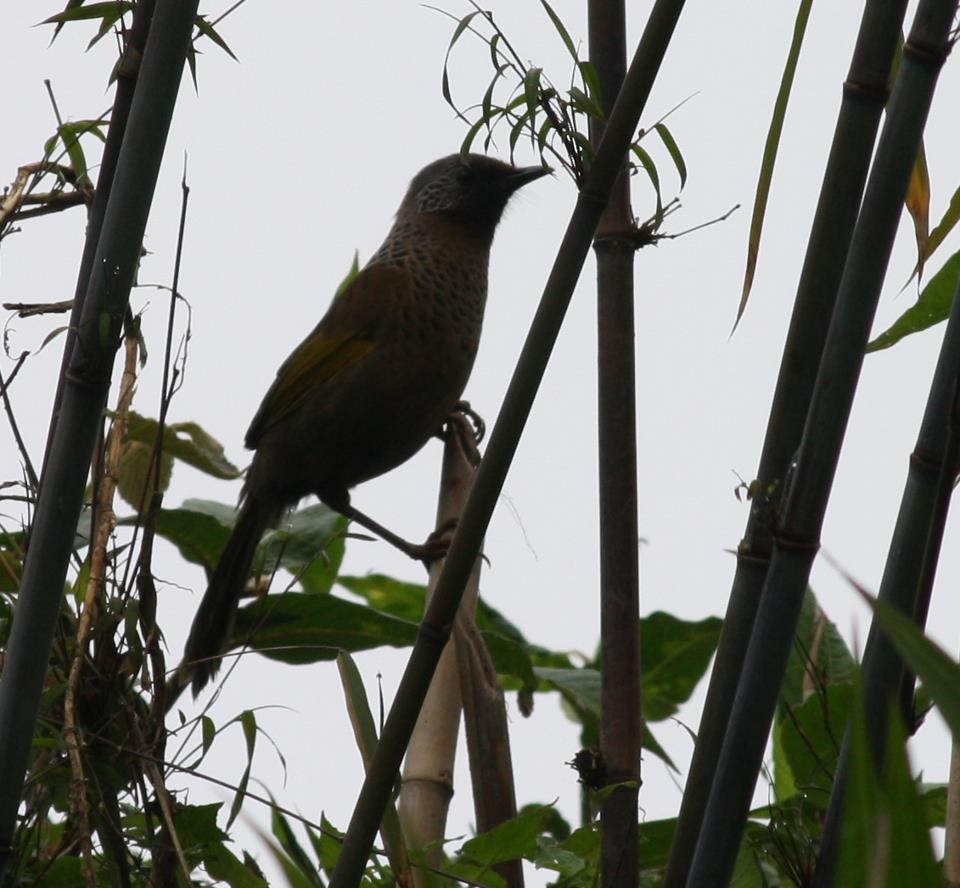 Chestnut-crowned Laughingthrush - ML144135901