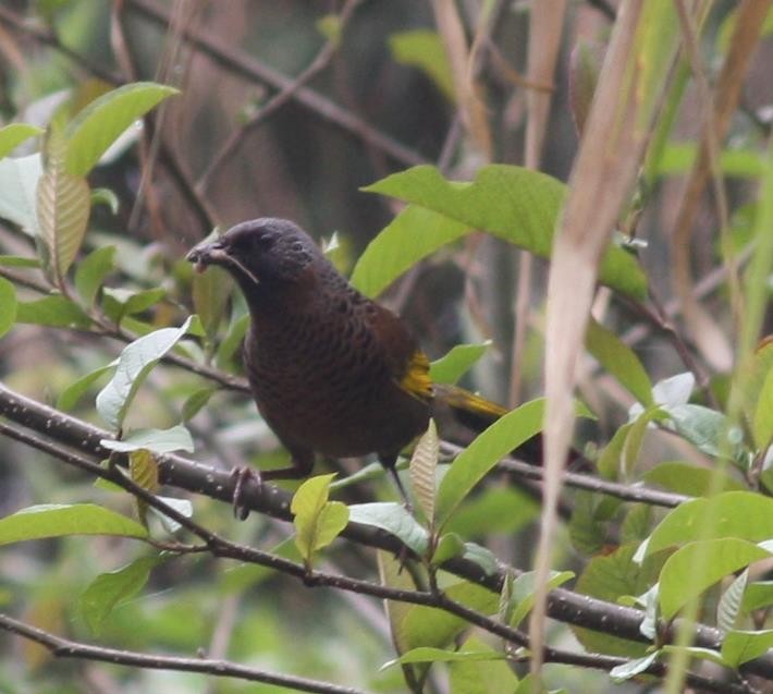 Chestnut-crowned Laughingthrush - ML144135911