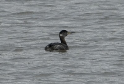 Red-necked Grebe - Martin Wall