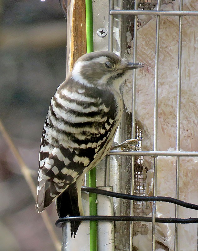 Japanese Pygmy Woodpecker - Joseph Morlan