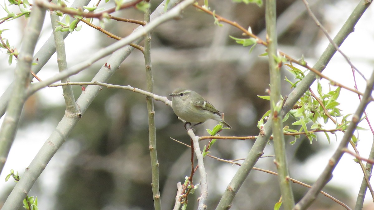 Hume's Warbler - ML144138391