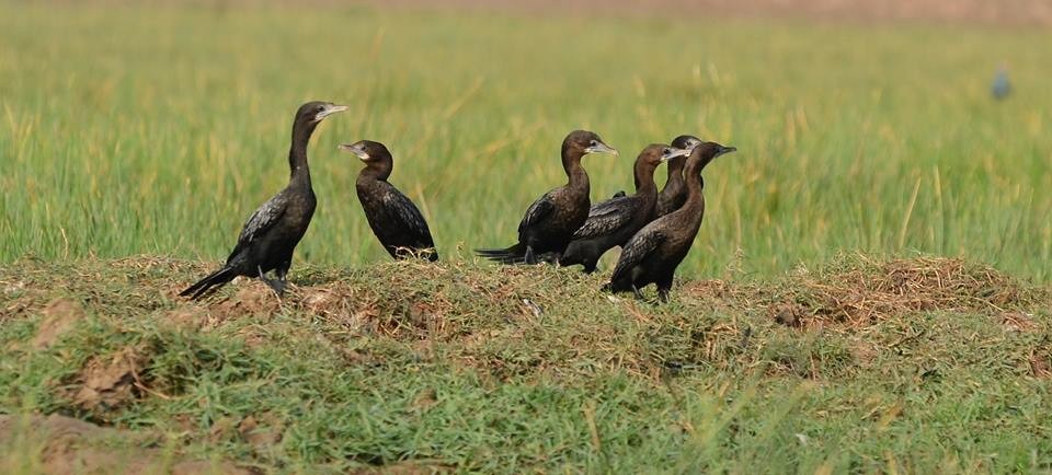 Indian Cormorant - Dipankar Roy