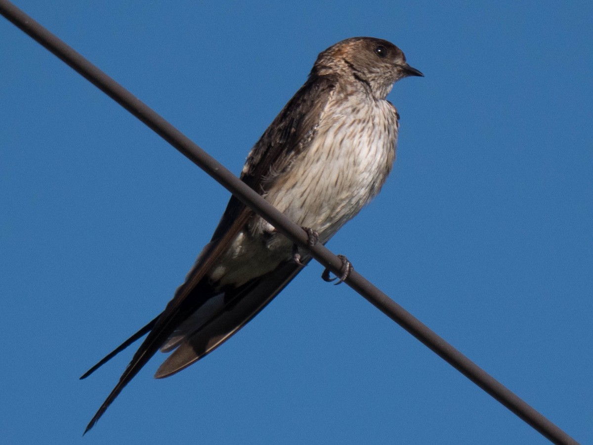 Red-rumped Swallow - ML144139331
