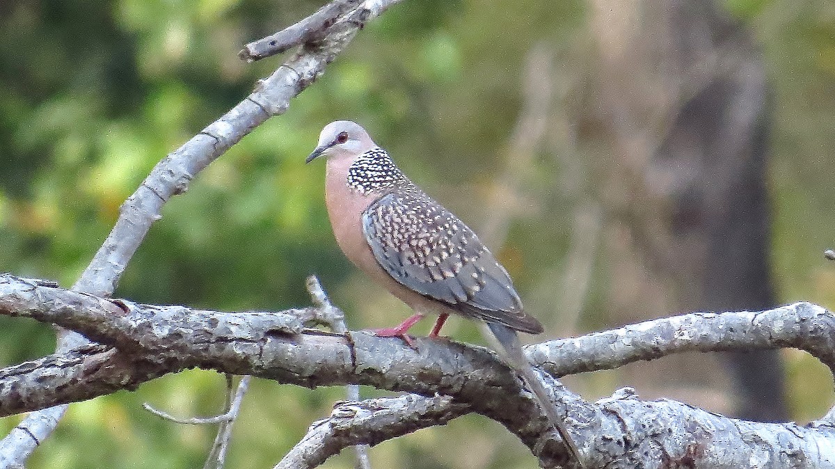 Spotted Dove - ML144139571