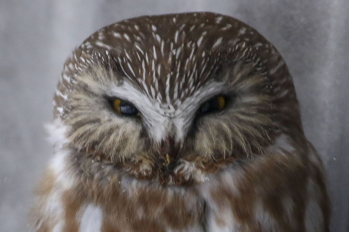 Northern Saw-whet Owl - ML144141151