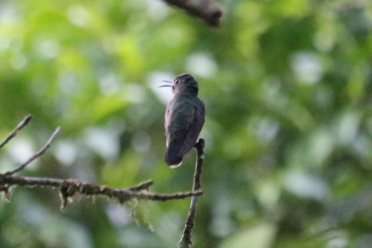 Scaly-breasted Hummingbird - ML144142611