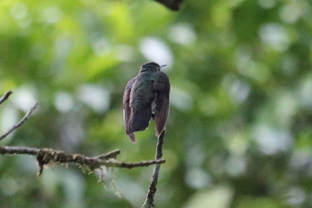 Scaly-breasted Hummingbird - ML144142631