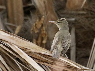 バスラオオヨシキリ - eBird