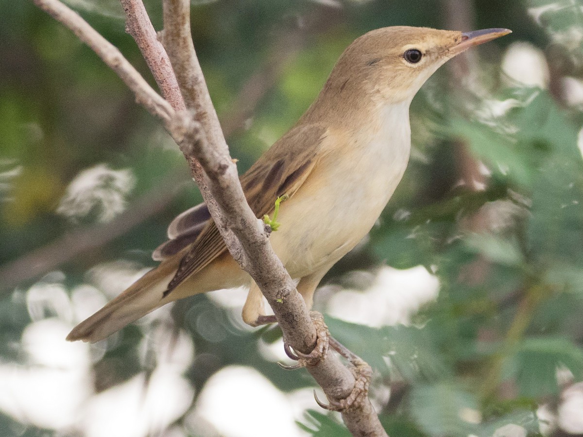 Basra Reed Warbler - Acrocephalus griseldis - Birds of the World