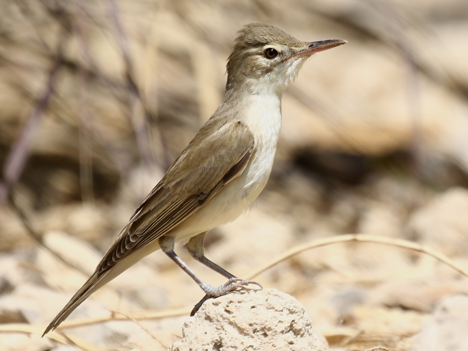 Basra Reed Warbler - Bassel Abi Jummaa