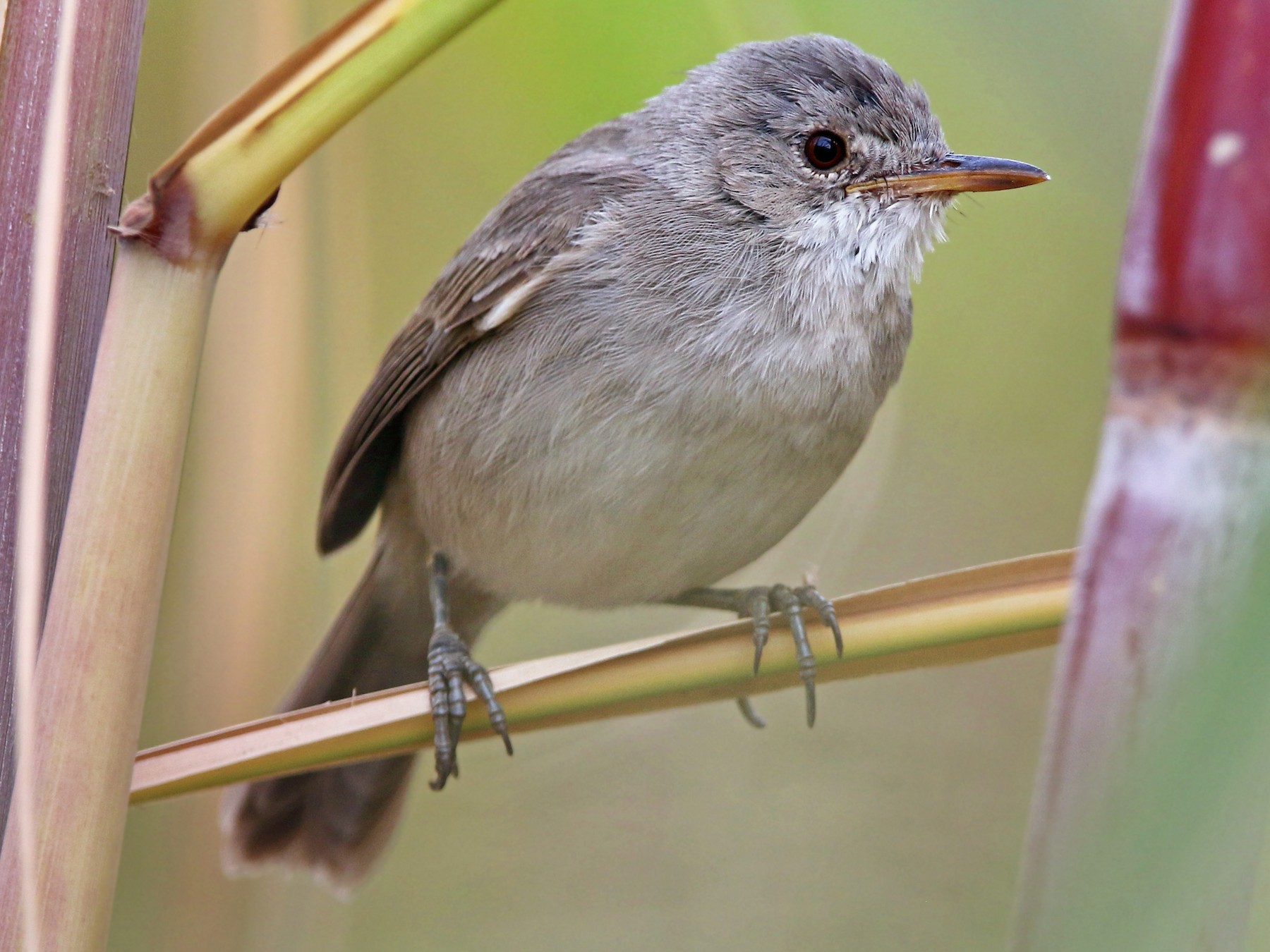ケープベルデアシナガヨシキリ Ebird