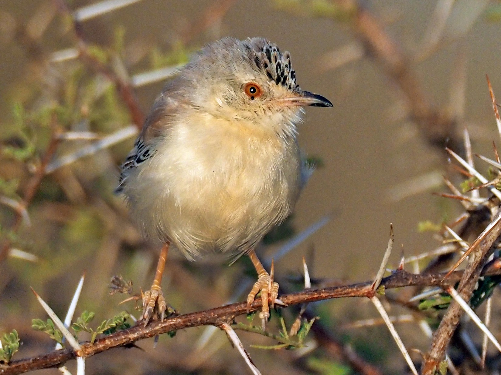 Cricket Longtail eBird