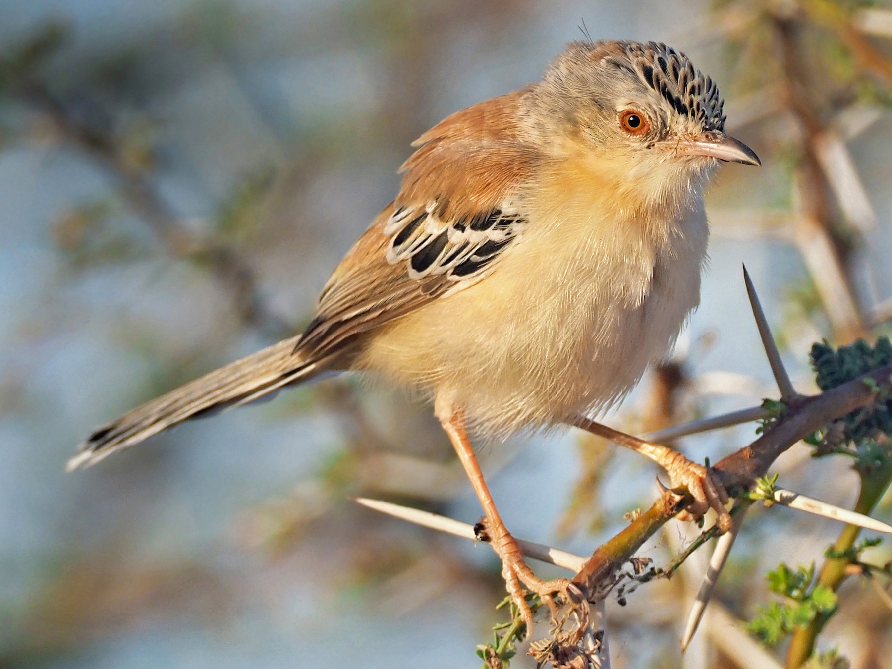 Cricket Longtail eBird