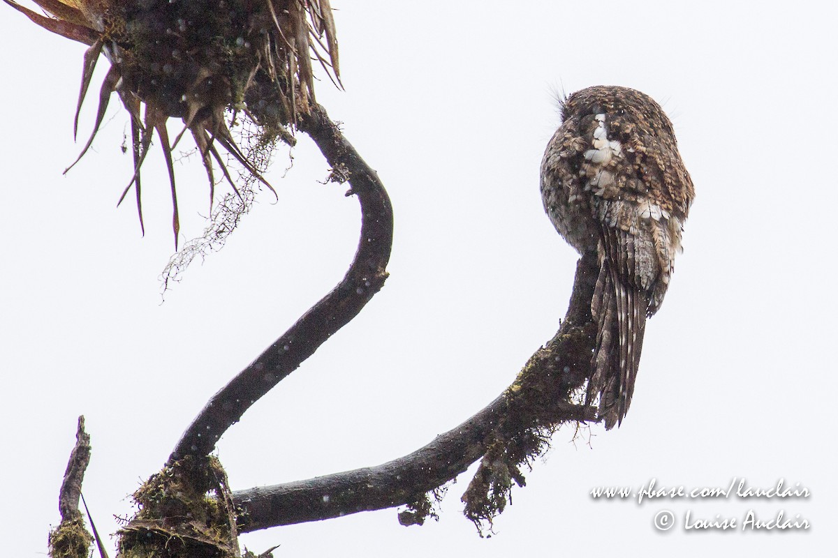 Andean Potoo - ML144144011