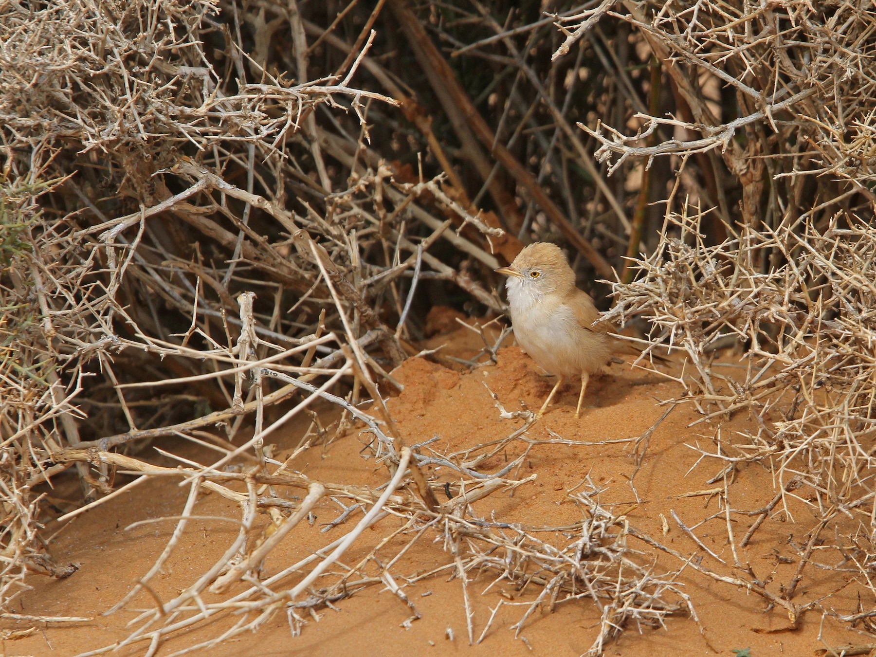 African Desert Warbler - Christoph Moning