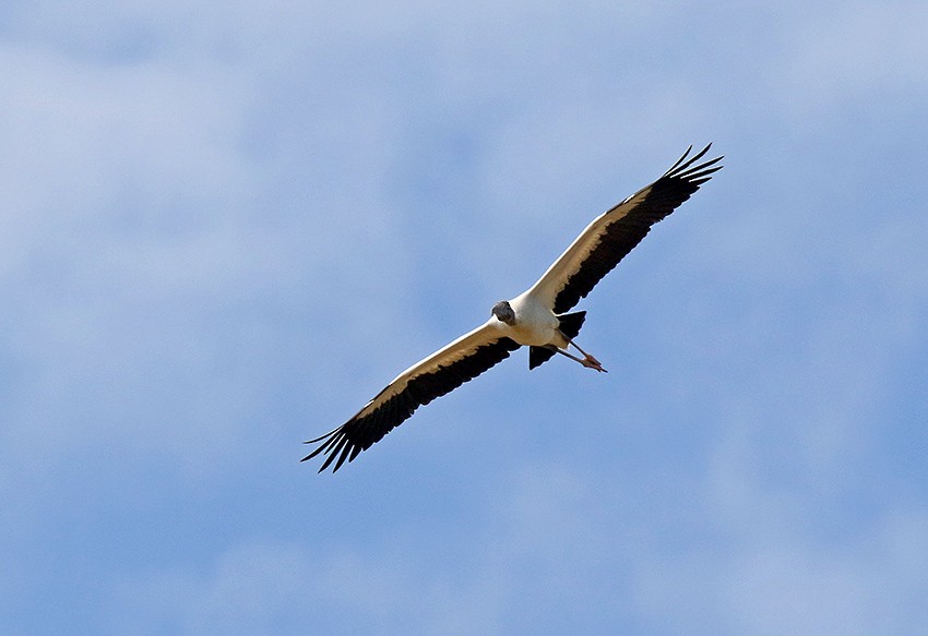 Wood Stork - Roger Ahlman