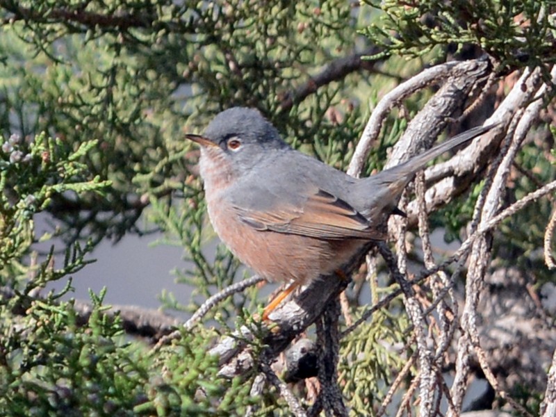 Tristram's Warbler - Cathy Pasterczyk