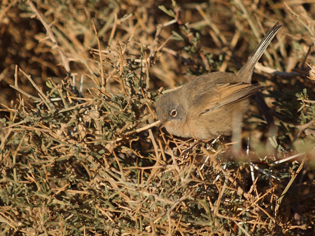 Tristram's Warbler - Rui Caratão