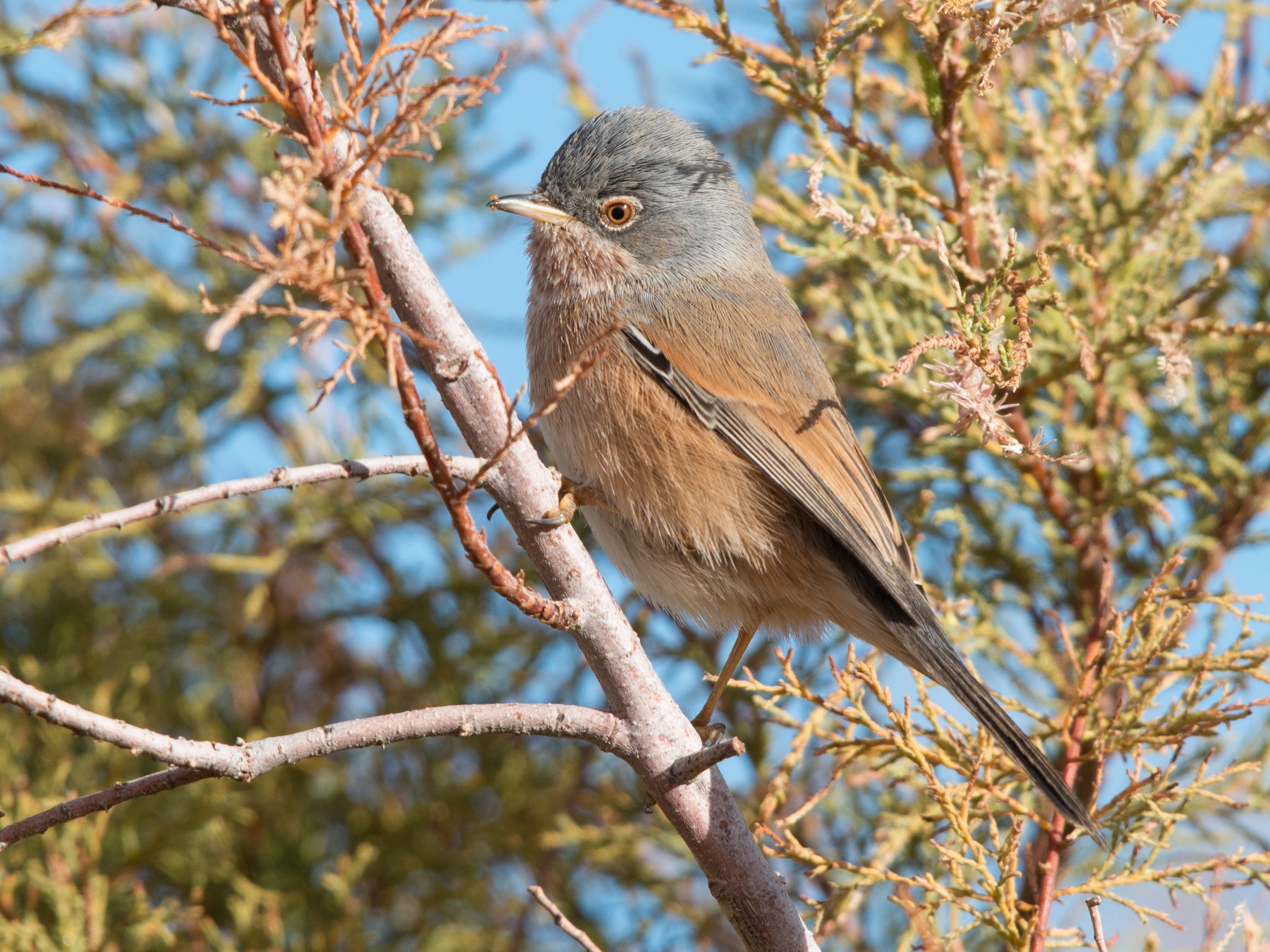 Tristram's Warbler - John C. Mittermeier