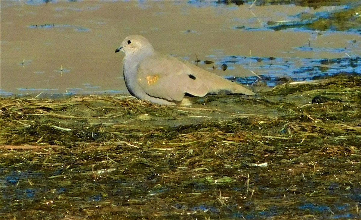 Golden-spotted Ground Dove - Nicolás Bejarano