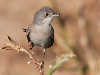 Самка/молодая птица - Christoph Moning - ML144148531