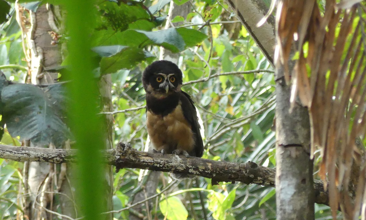 Spectacled Owl - ML144149551