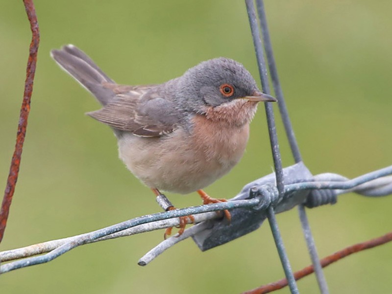 Moltoni's Warbler - Paul Chapman