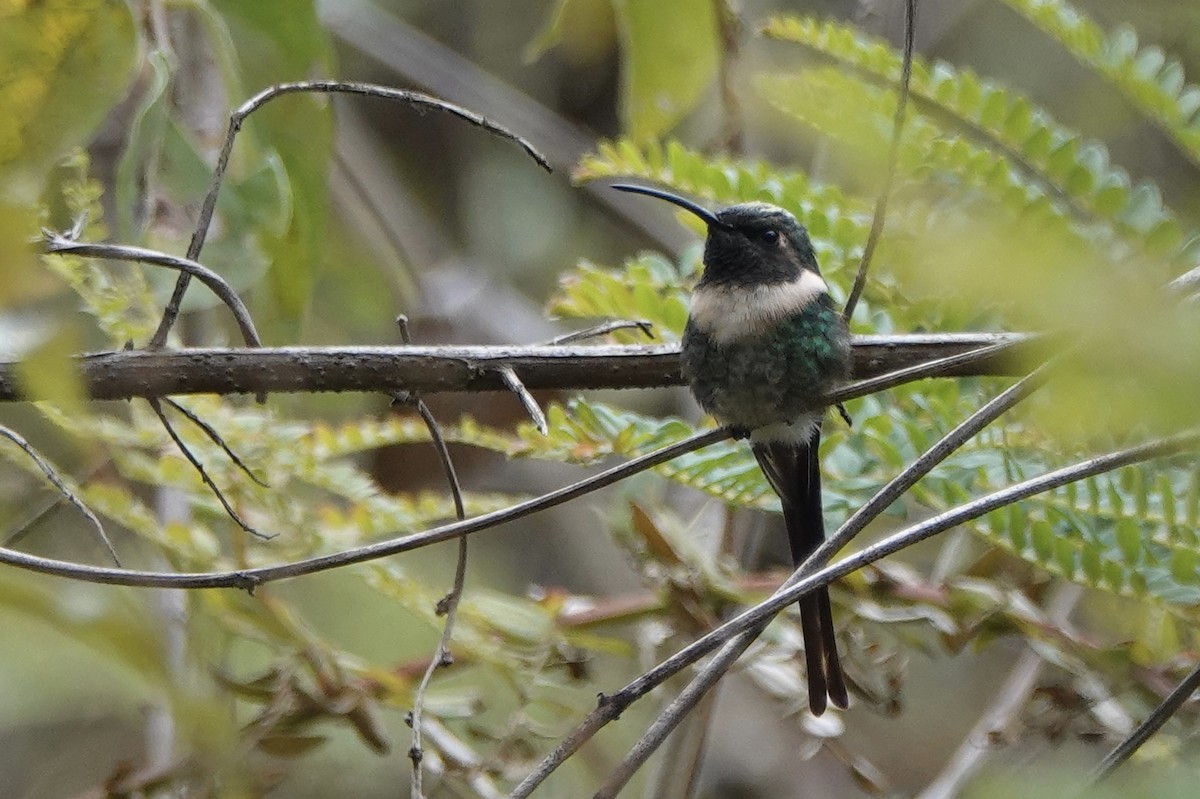Slender Sheartail - Kathryn Young