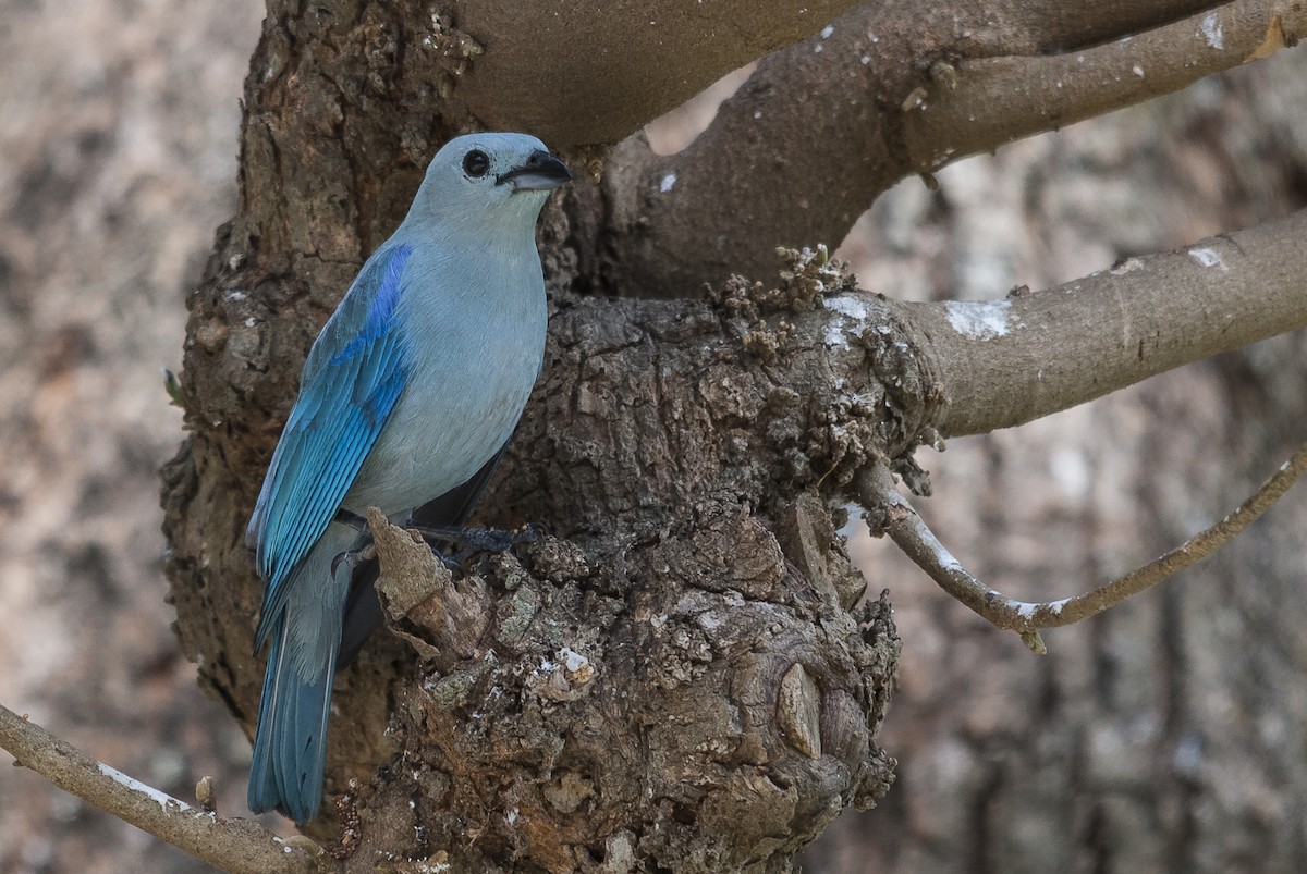 Blue-gray Tanager (Blue-gray) - ML144153651