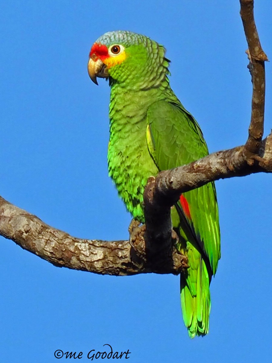 Red-lored Parrot - ML144154341