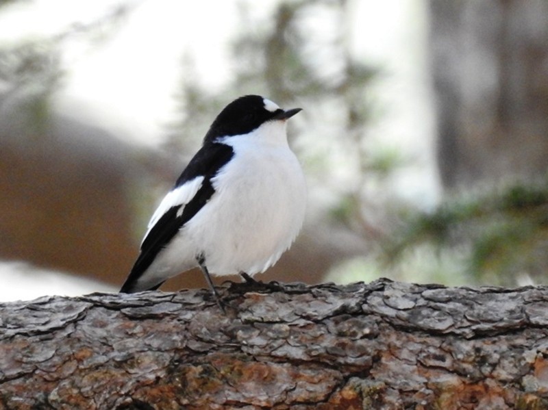 Atlas Flycatcher - Karim Haddad