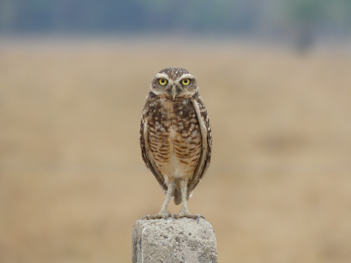 Burrowing Owl - Peter Dunwiddie