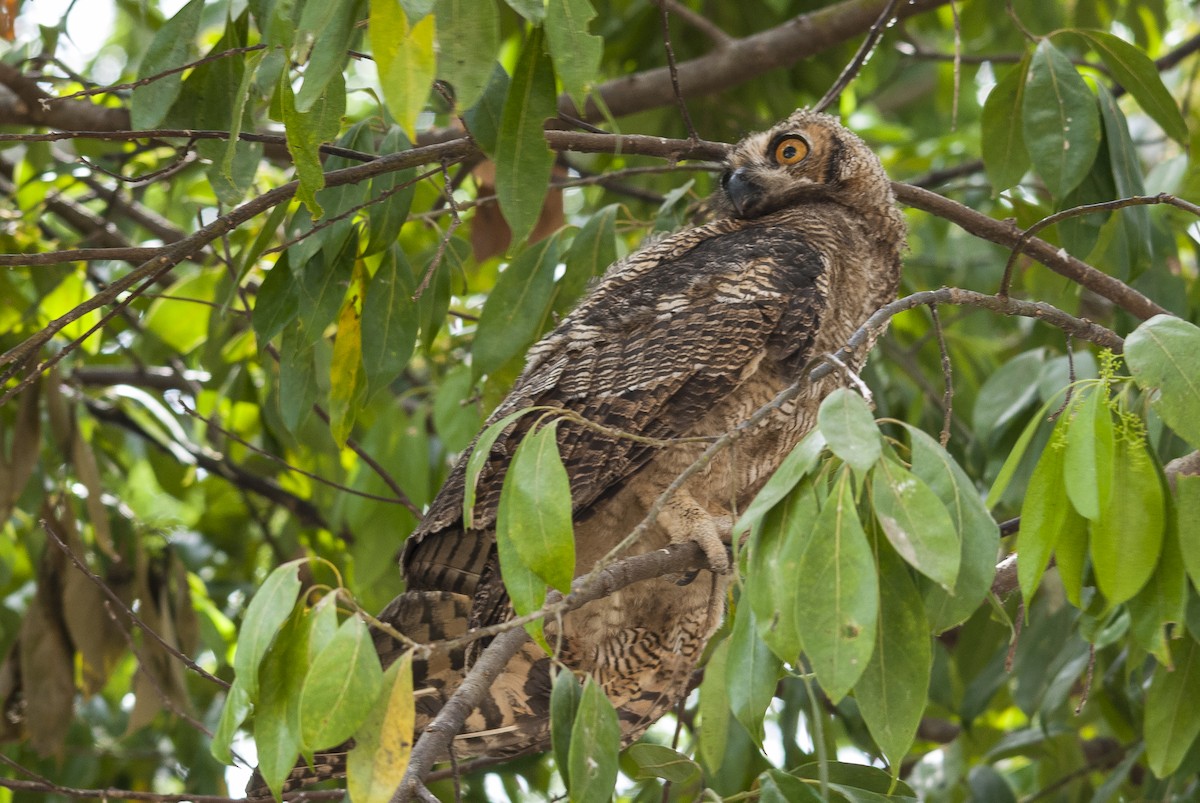 Great Horned Owl - ML144154911