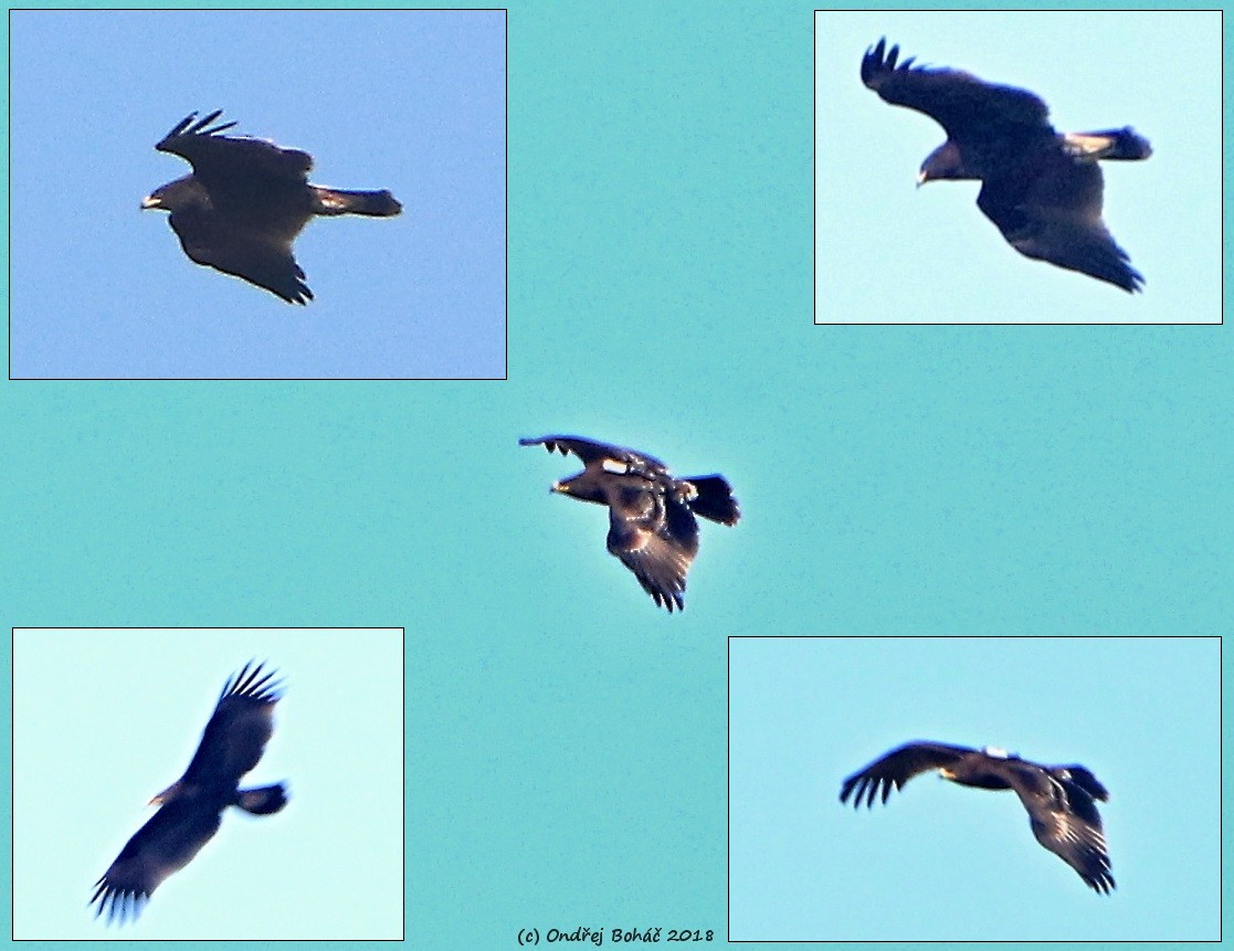 Greater Spotted Eagle - Ondřej Boháč