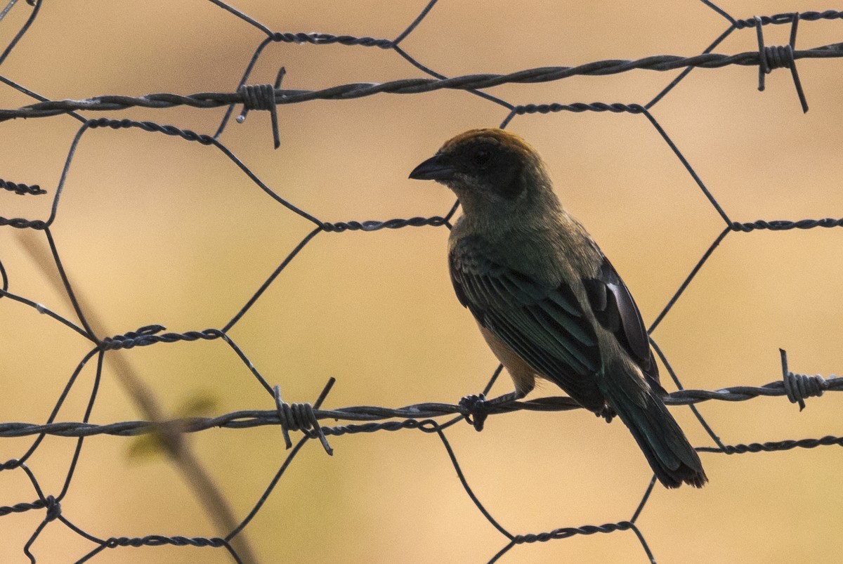 Burnished-buff Tanager (Rufous-crowned) - ML144157091