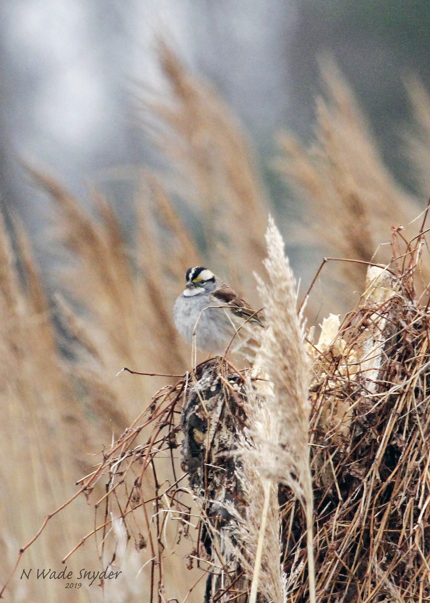 White-throated Sparrow - ML144157561