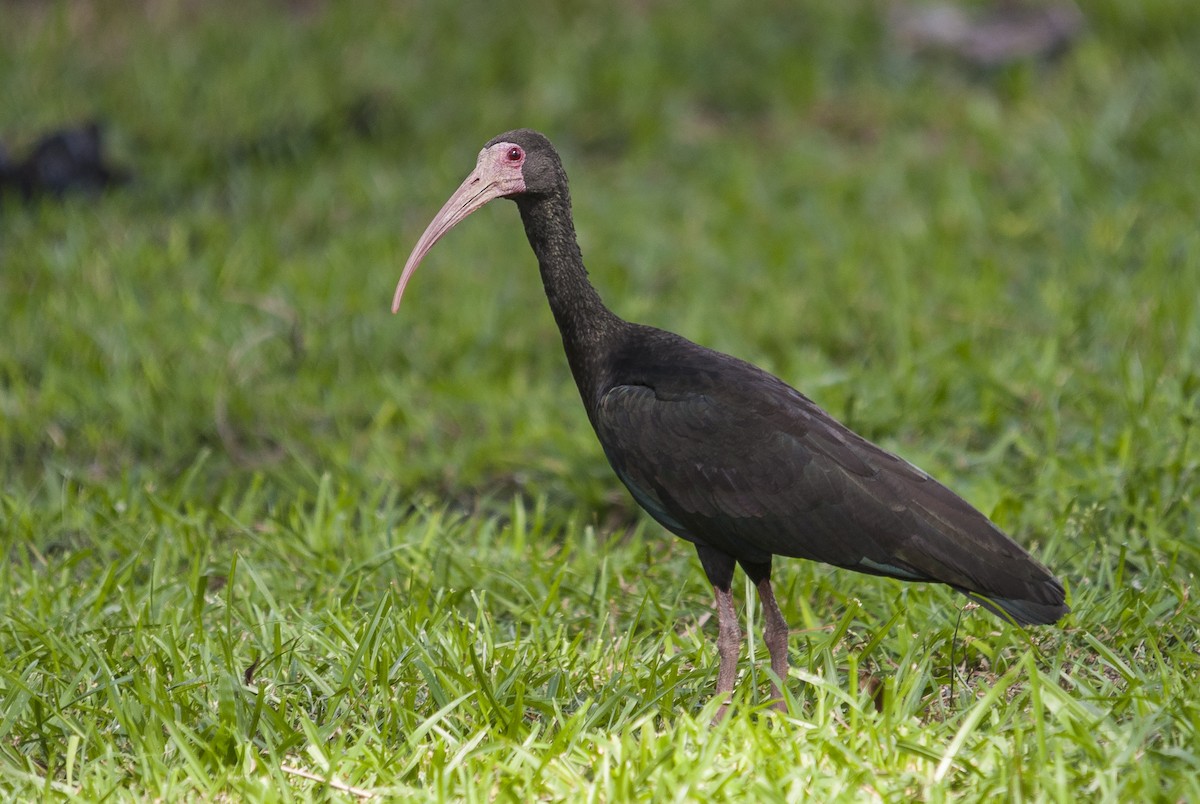 ibis tmavý - ML144157581