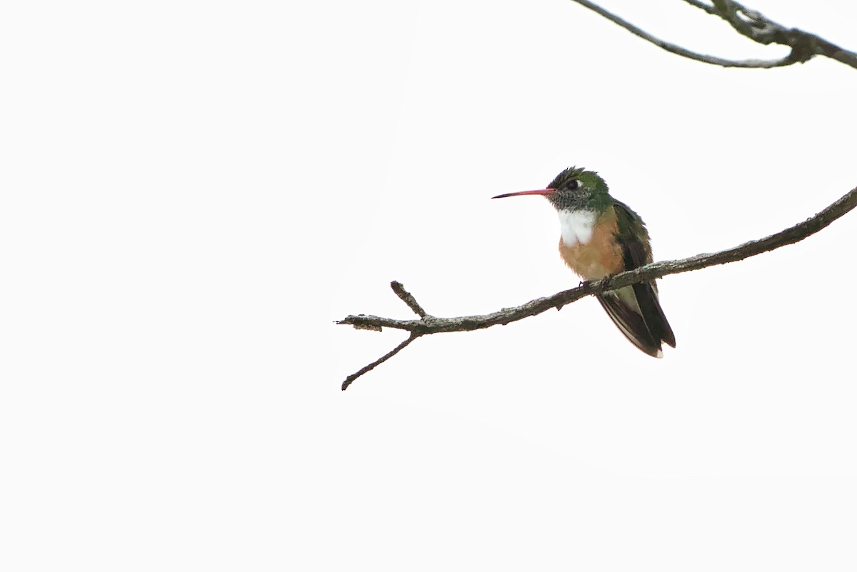 Amazilia Hummingbird - ML144157911